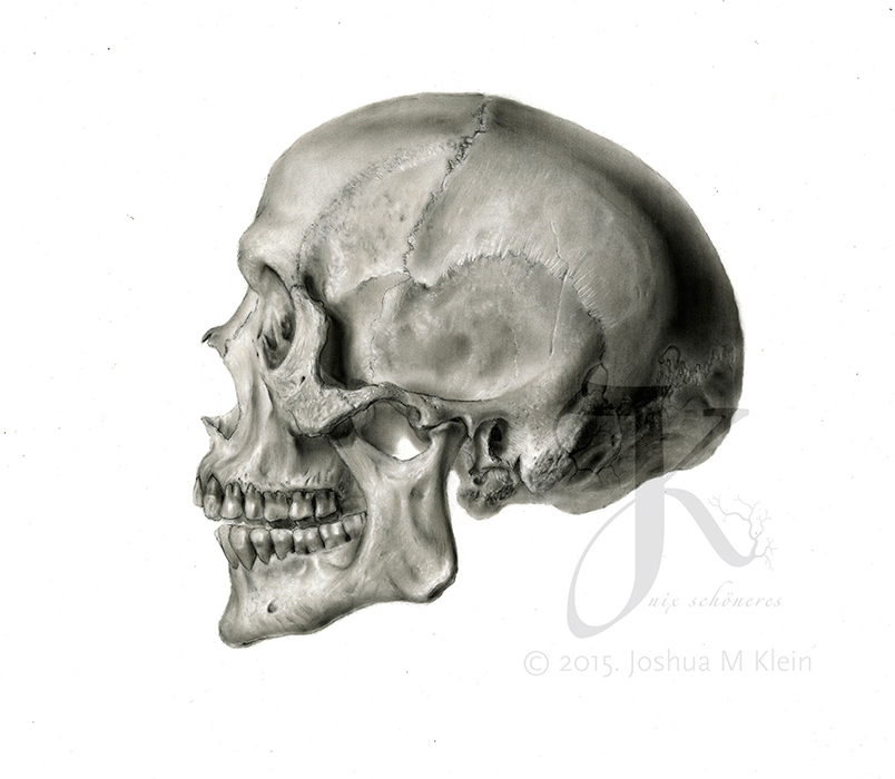 Medical Illustration of Skull in carbon dust